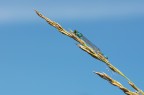 Damigella azzurrina (Coenagrion puella) (??)