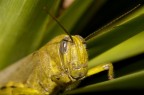 Green portrait