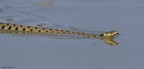 Natrice dal collare (Natrix natrix)