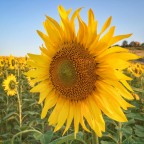 Girasoli