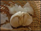 Una delle prime prove di macro (se di macro si pu parlare) con la Fuji S5000