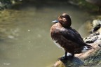 f 6.3  1/400 sec  ISO 250