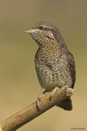 Torcicollo