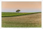 Campgna al calar della sera....