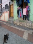 Il micio del bucato