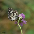 f 5.6 1/320 sec  iso 400
prime prove macro...