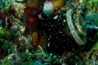 Sott'olio