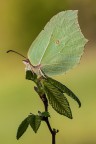 Gonepteryx rhamni