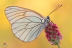 Aporia....