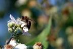 Macro di un ape intenta a succhiare il nettare da un fiore.