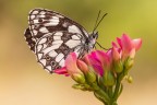 Melanargia galathea