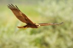 Falco di paulde