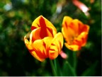 Tulipano