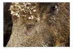 Occhio al cinghiale