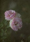 antiche rose