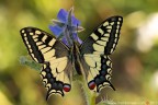 Papilio machaon (Linnaeus, 1758) (Lepidoptera - Papilionidae)

Canon EOS 7D + Sigma 180mm f/3.5 EX DG HSM Macro

Suggerimenti e critiche sempre ben accetti
[url=http://www.rossidaniele.com/HR/_MG12578copia-mdc-1500.jpg]Versione HR[/url]