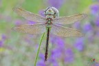 Anax....