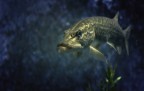 The_FIsh
