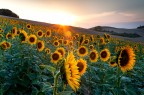 Girasoli