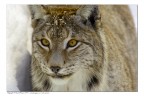 Occhio di lince