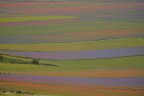 fioritura