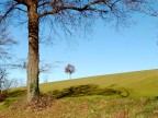 alberi in inverno