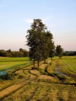 le risaie