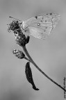 Colias in B/N