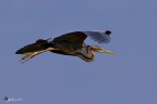 ardea purpurea