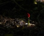 Bacche rosse nel sottobosco

CANON 7D - 70-200 f 4.0 a mano libera...