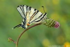 Iphiclides podalirius (Linnaeus, 1758) (Lepidoptera - Papilionidae) 

Canon EOS 7D + Sigma 180mm f/3.5 EX DG HSM Macro

Suggerimenti e critiche sempre ben accetti
[url=http://www.rossidaniele.com/HR/_MG_8241copia-mdc-1500.jpg]Versione HR[/url]

Con l'occasione, anche se io lavorer fino a venerd, auguro a tutti Buone Ferie!!! :)