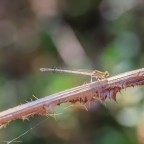 Prima libellula in assoluto (per giunta a mano libera in una passeggiata non programmata)... se qualcuno dovesse riconoscere la specie magari edito il titolo, si tratta di un esemplare molto attivo la cui lunghezza non supera una moneta di 20 centesimi, grazie anticipatamente. Crop quadrato dallo scatto originale, la parte destra non mi piaceva, troppi elementi di disturbo. Bokeh dietro la libellula non limpido ma non ho voluto pasticciare in post... critiche e commenti sempre ben graditi.