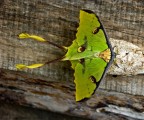 strange butterfly
