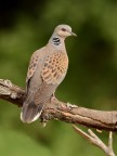 Tortora selvatica