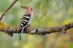 Upupa