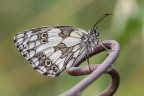 Scacchiera