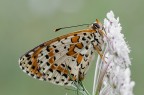 Melitae su fiore bianco