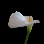 Calla...