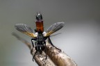 Mosca