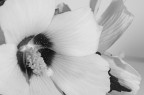 un fiore raccolto nel giardino di mia nonna, che ne pensate? critiche e suggerimenti piu che ben accetti

iso 100
fl 105
f 16
tempo 1"
su cavalletto