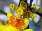 orchidea