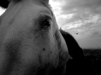 Pessimismo e fastidio equino