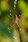 Argiope Bruenichi Argiope Bruenichi