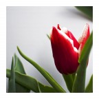 My red one