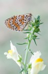 Meliatea didyma