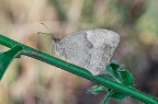 Maniola Jurtina