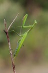 Mantide religiosa