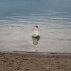 cigno