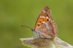 Apatura ilia