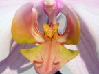 phalaenopsis